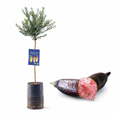 Pianta finger lime caviale - di,