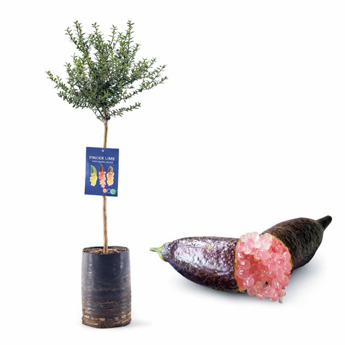Pianta finger lime caviale - di,