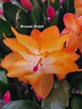 Ibrido Schlumbergera " Bruxas Brasile "