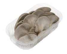 Funghi Pleurotus sempre