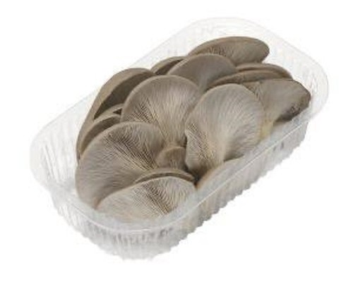 Funghi pleurotus sempre - funghi,