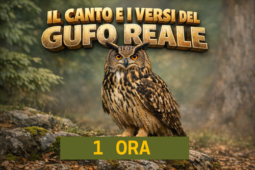 Canto del gufo reale - canto,