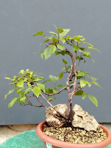 Bonsai carpino bianco - bianco, 36x20cm