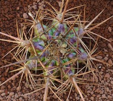 Echinocactus ingens 19cm