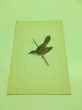 Stampe antiche uccelli - Rev