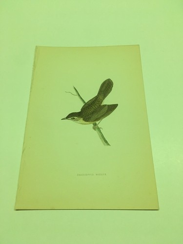 Stampe antiche uccelli - , rev
