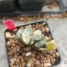 Haworthia  🌵🌵Truncata