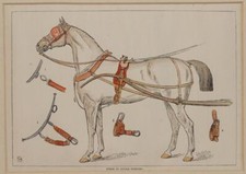 HORSE IN SINGLE HARNESS CAVALLO BARDATURA SINGOLA 1875 LEMAIRE CHEVAL COLORATA