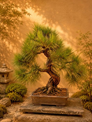 Bonsai pino nero - di, pino#9