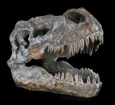 Teschio - Tyrannosaurus Rex