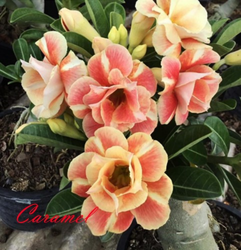 Adenium obesum rosa del - obesum,