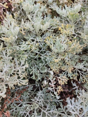 Artemisia delle canarie - artemisia,