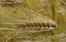 100 Graines D’orge D’hiver