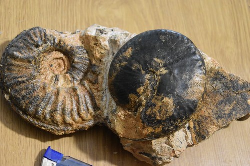 Grand bloc avec ammonites de - avec, 3