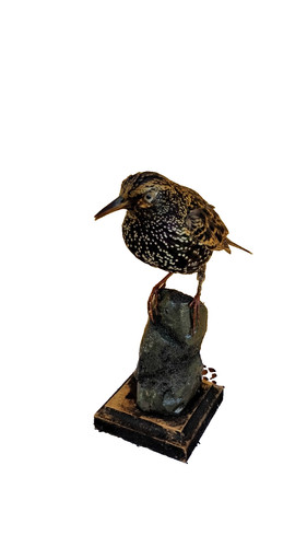 Trofeo caccia esemplare - trofeo, di