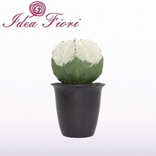 Pianta Grassa Cactus Enzo De