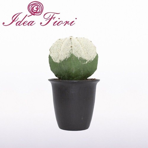 Pianta grassa cactus enzo - enzo, de