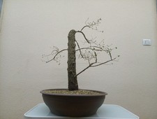 Bonsai xxl olmo - xxl,