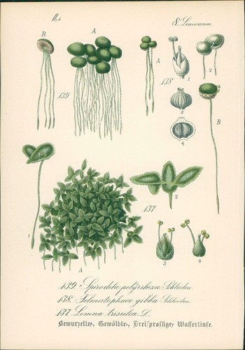 Chromolithographie - ,