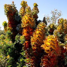 Hakea victoria royal - hakea,