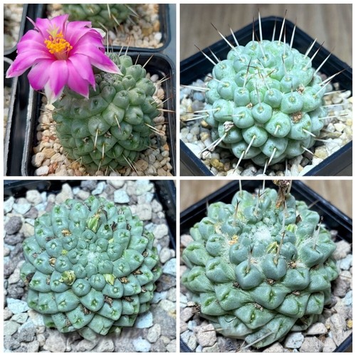 Mammillaria schumannii - , f
