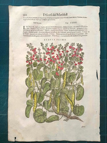 Mattioli matthioli erbario - mattioli, a