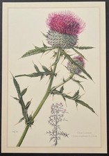 Botanique Cirse laineux