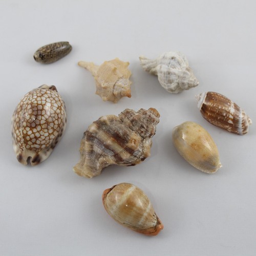 Collezione conchiglie - collezione,