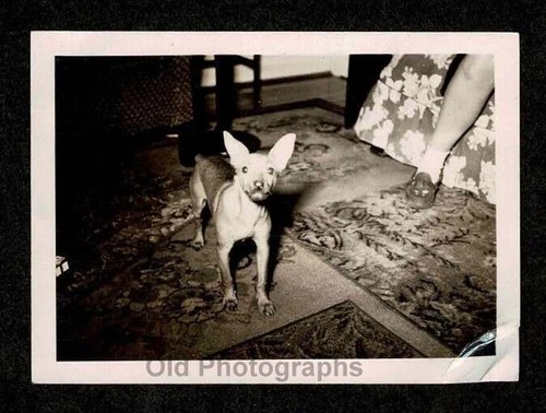 Pic flash chihuahua cane - pic,