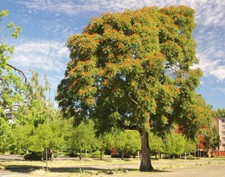 AILANTHUS ALTISSIMA - AILANTO/ALBERO DEL PARADISO, 10 SEMI SELEZIONATI
