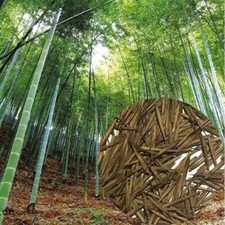 Semi di bambù Moso - Gigante