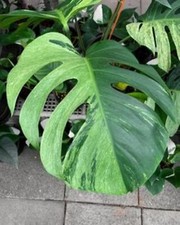 80001834 Monstera Adansonii