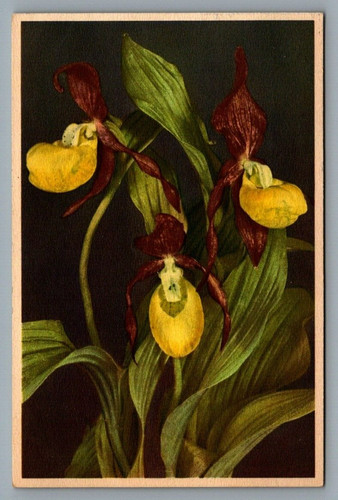 Cartolina fiori stehli - cartolina,