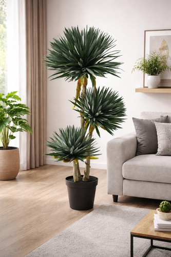 YUCCA PIANTA GRASSA A TRE