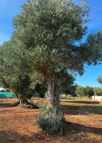 Albero ulivo secolare - ulivo,