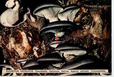 PLEUROTUS OSTREATUS  FUNGO PILZ MUSHROOM CHAMPIGNON ORECCHIELLA GELONE OSTRICONE