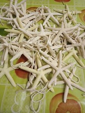 36 stelle marine decorazioni