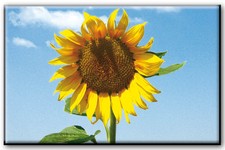 MAGNETE RETTANGOLARE SICILIA