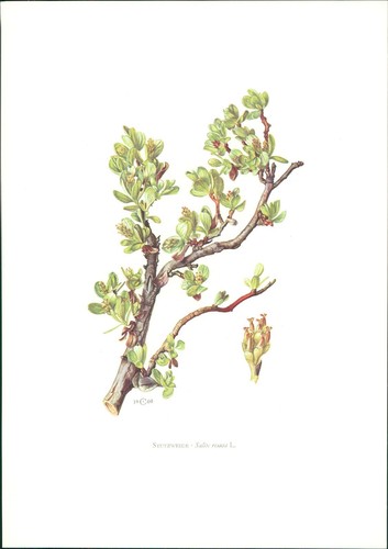 Stampa claus caspari - caspari:, salice