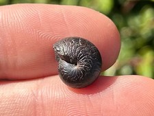 Morocco Fossil Goniatite