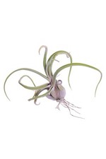 Pianta tillandsia da - di,