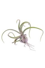 Pianta di Tillandsia pianta da interno pianta tropicale pianta ornamentale vera