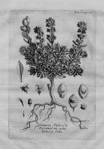 Silberblätter lunaria foglia - silberblätter,