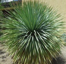 DASYLIRION "Wheeleri", en  pot