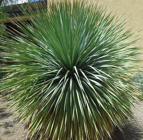 Dasylirion wheeleri en - "wheeleri",, pot