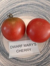 Pomodoro nano Mary’s Cherry