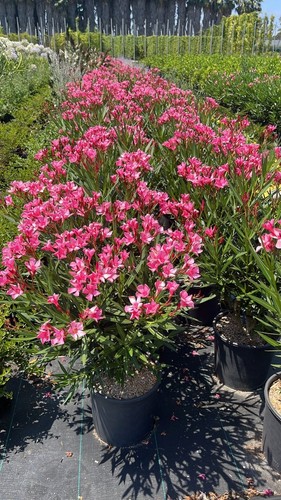 Oleandro nerium nana - oleandro, rosa