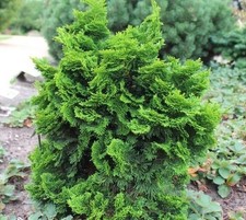 Dwarf Hinoki Cypress ( nana
