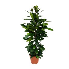 Fico ficus cyathistipula - fico,