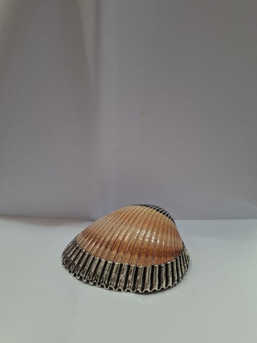 Conchiglia bordata silver - conchiglia,